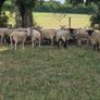 Sheep for sale Image 3