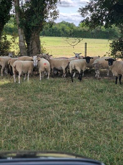 Sheep for sale