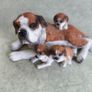Boxer Dog With 3 Puppies Mother & Pups Figurine Image 5