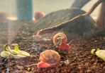 Fresh water ramshorn snails