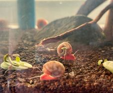 Fresh water ramshorn snails