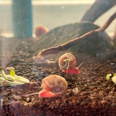Fresh water ramshorn snails