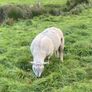 Ram Image 3