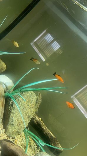 jewel 200 litre
