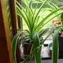 Large spider plants & one begonia maculata Image 2