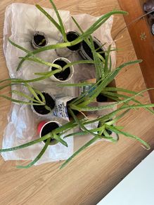 Aloe vera plants