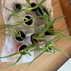 Aloe vera plants