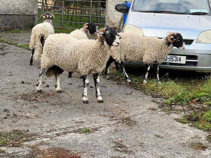 Swaledale Rams all SIS for Sale