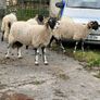 Swaledale Rams all SIS for Sale Image 3