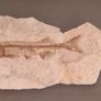 Fossilized prehistoric fish / fossilized wood and ammonite. In display frame. Image 2