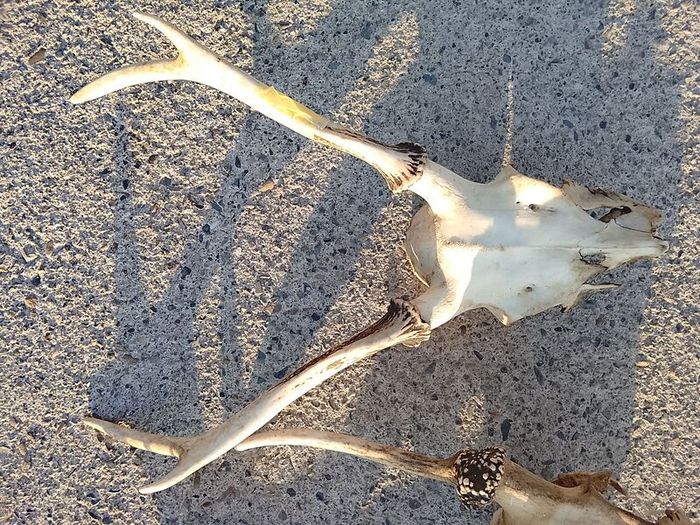 deer antlers