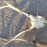 deer antlers Image 6