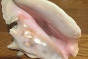 Conch Shell