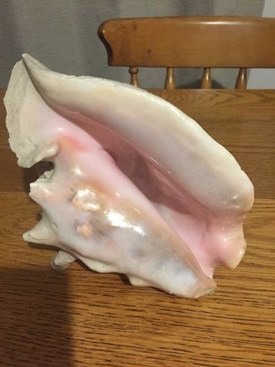 Conch Shell