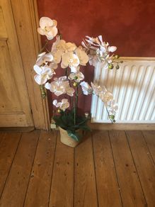 Orchids