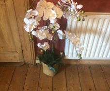 Orchids