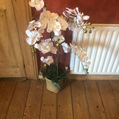 Orchids