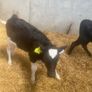 Fr Heifer calves Image 4