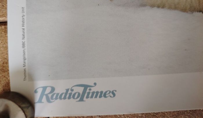 The Wildlife Specials: Polar Bear Promotional Print