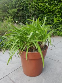 plant