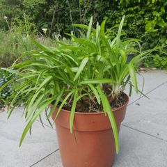 plant