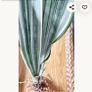 Sansevieria 'Sayuri' plant in white ceramic pot Image 2