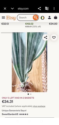 Sansevieria 'Sayuri' plant in white ceramic pot