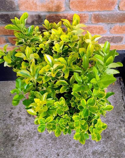 Garden Plant Euonymus Japonicus Aureus