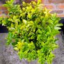 Garden Plant Euonymus Japonicus Aureus Image 2