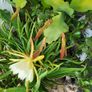 Epiphyllum Cacti. Beautiful rare cactus. Image 10