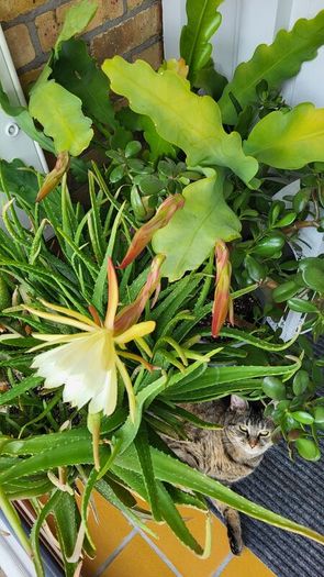 Epiphyllum Cacti. Beautiful rare cactus.