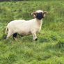 Pb reg valais blacknose ram Image 5