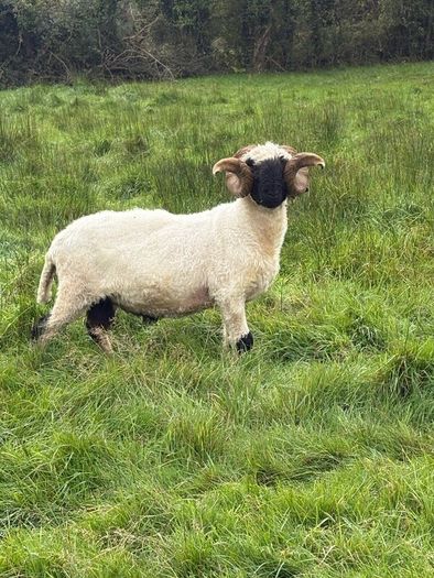 Pb reg valais blacknose ram