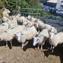 Hoggets Image 6