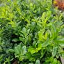 laurel hedging Image 3