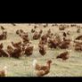 Laying Hens Image 3