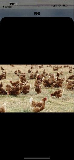 Laying Hens