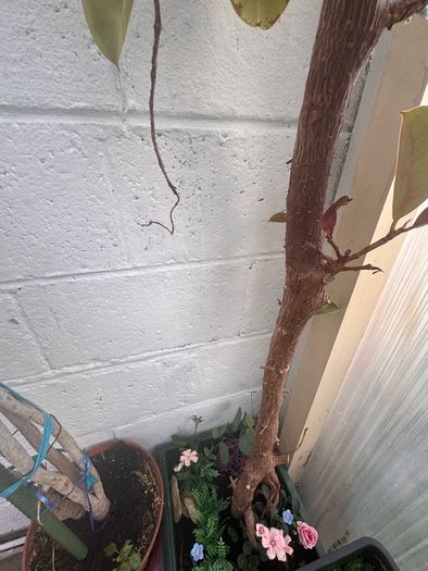 plants