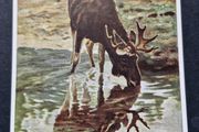 Antique Postcard Hans Schmidt Der Elch (The Moose)