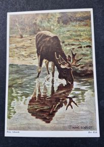 Antique Postcard Hans Schmidt Der Elch (The Moose)
