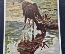 Antique Postcard Hans Schmidt Der Elch (The Moose)