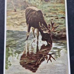 Antique Postcard Hans Schmidt Der Elch (The Moose)