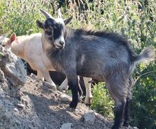 Pygmy goats ..