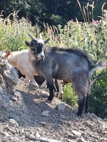Pygmy goats ..