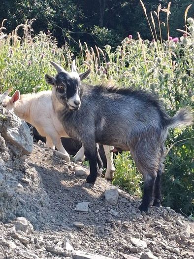 Pygmy goats ..