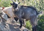 Pygmy goats ..
