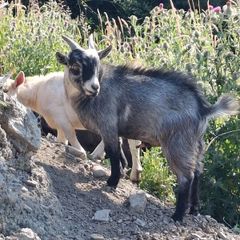 Pygmy goats ..