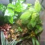 Paludarium for vampire crabs Image 6