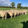 Belclare PBR Ram Lambs Image 3