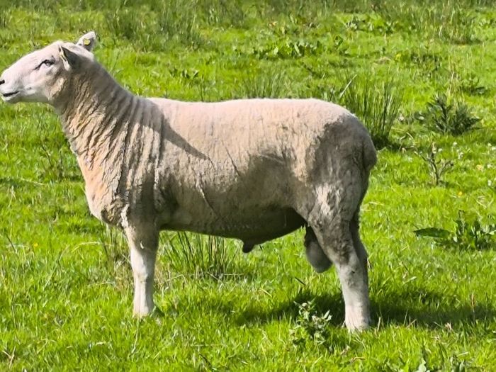 Pedigree Lleyn ram, farming, livestock, sheep
